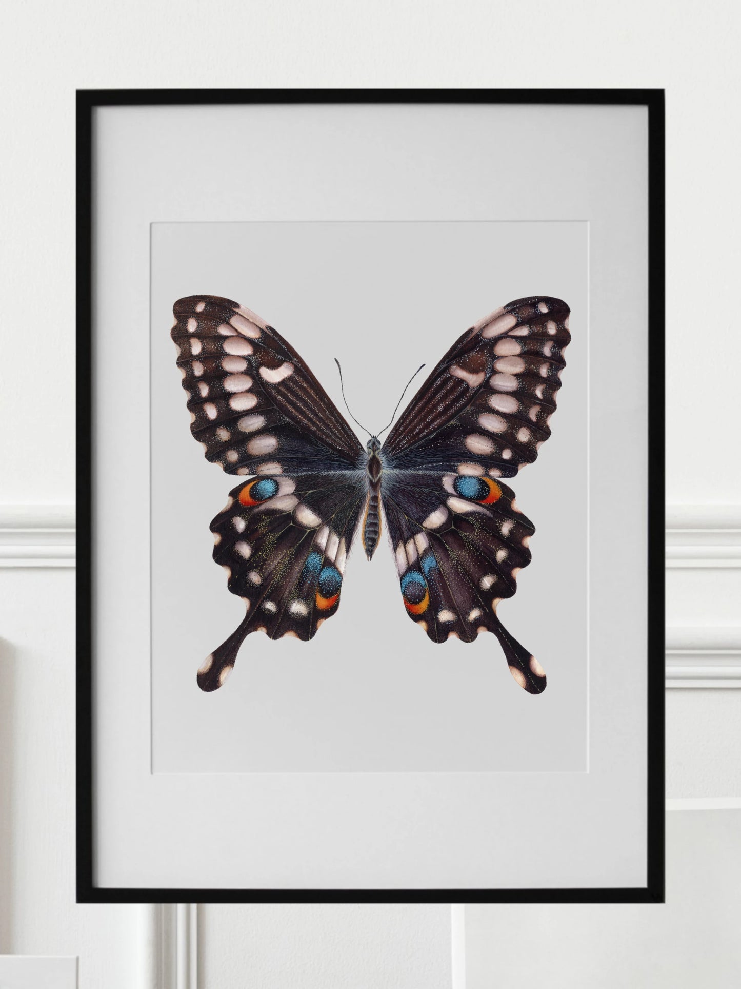 Papilio ophidicephalus, the emperor swallowtail, original watercolour art