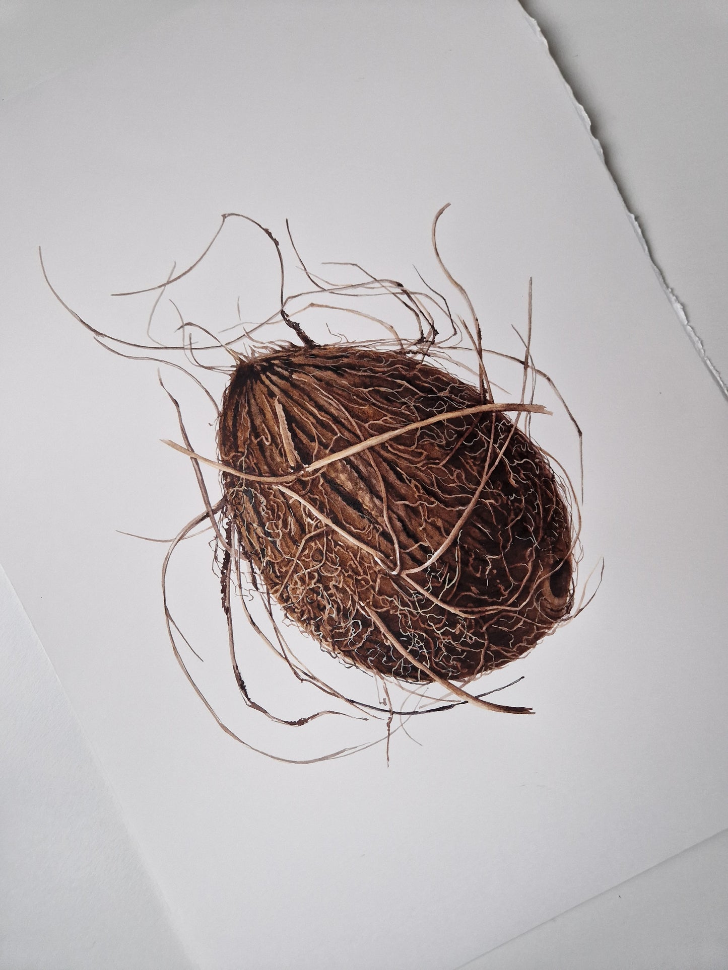 Cocos nucifera (coconut), original watercolour botanical illustration