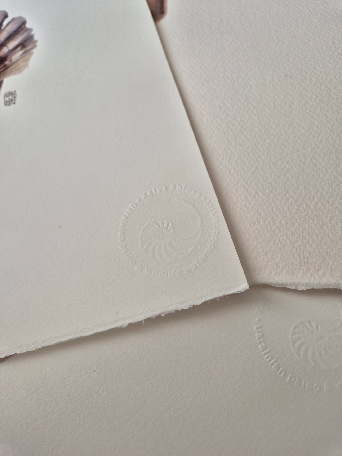 Scallop shell, fossilized Chesapecten jeffersonius from Virginia, original watercolour art