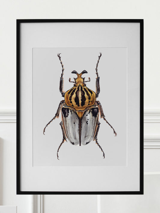 Goliathus cacicus, original watercolor art