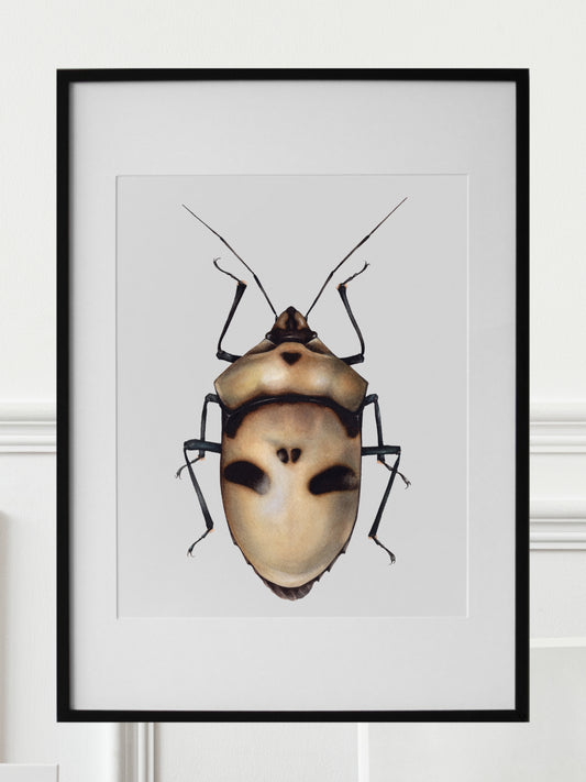 Eucorysses grandis, original watercolour art