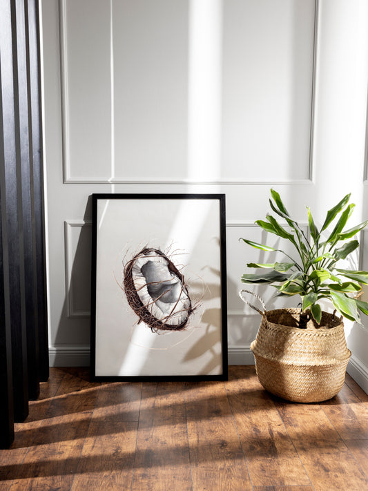 Broken coconut, Cocos nucifera, original watercolour botanical illustration