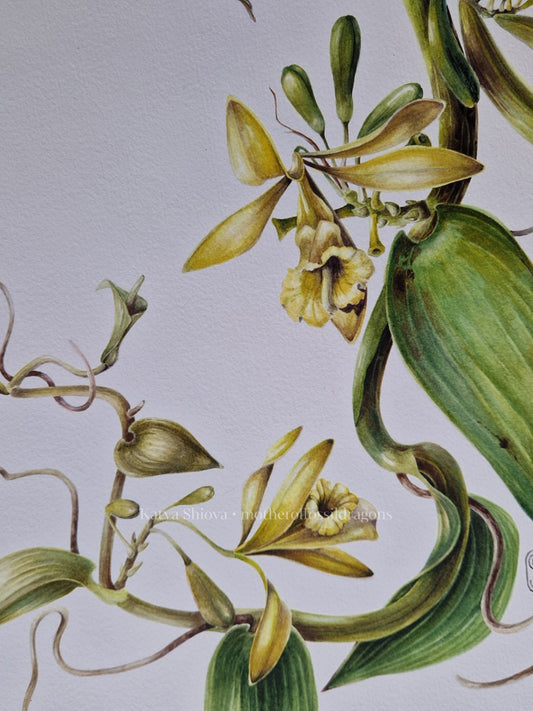 Vanilla Pompona, vanilla orchid wine, original botanical watercolour illustration