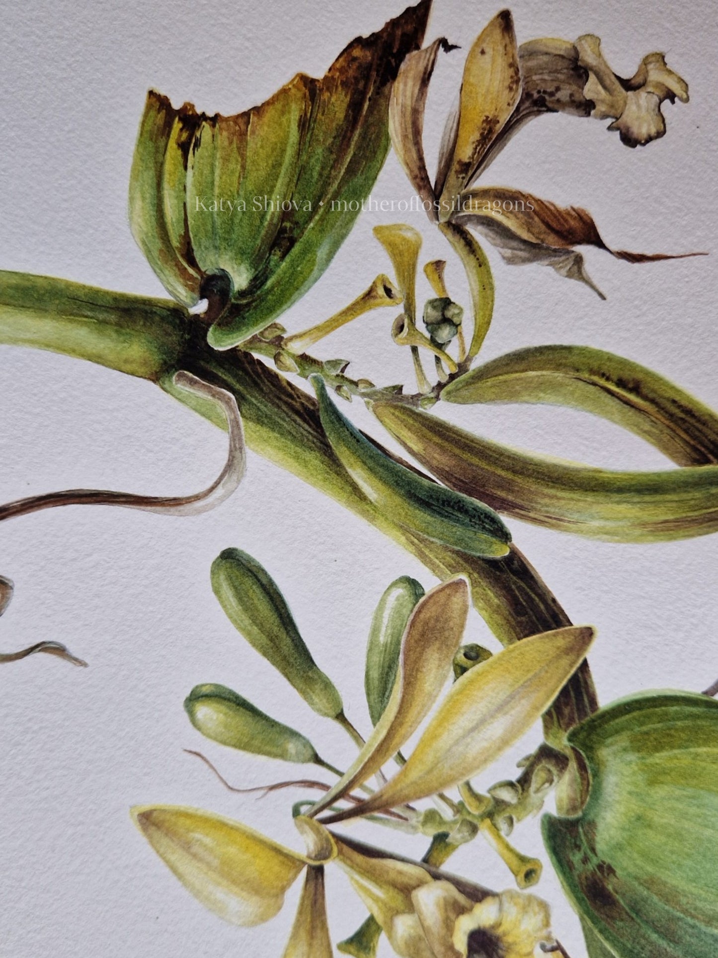 Vanilla Pompona, vanilla orchid wine, original botanical watercolour illustration