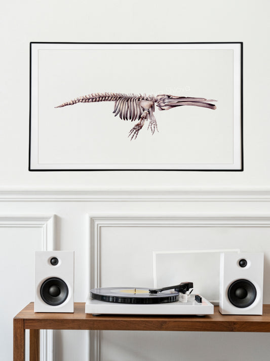 Cetotherium, skeleton of the prehistoric whale, original watercolour art