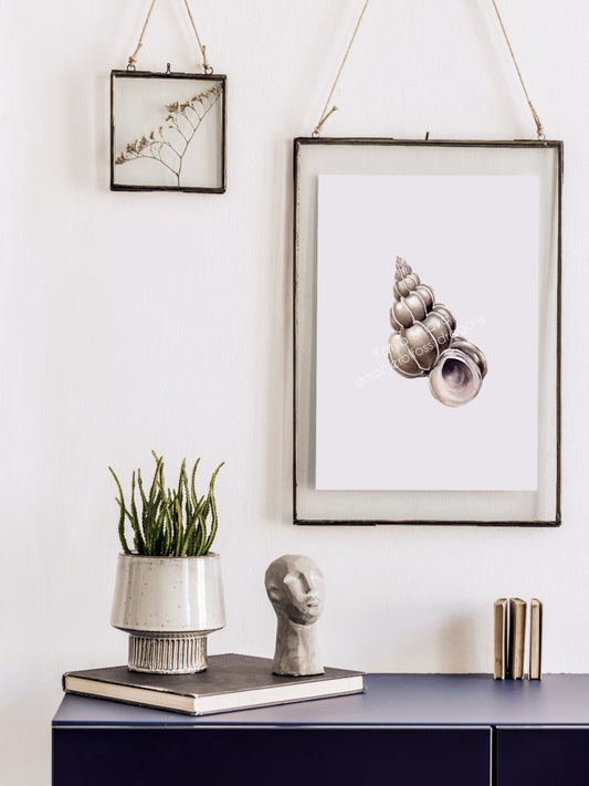 Epitonium scalare, the precious wentletrap, original watercolour art