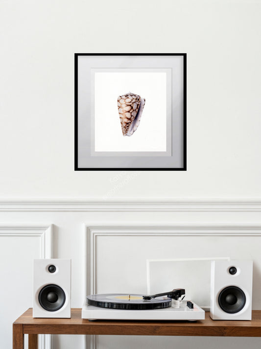 Conus bandanus, the banded marble cone, original watercolour art