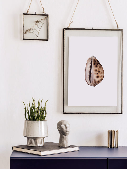 Cypraea tigris, the tiger cowrie, original watercolour art