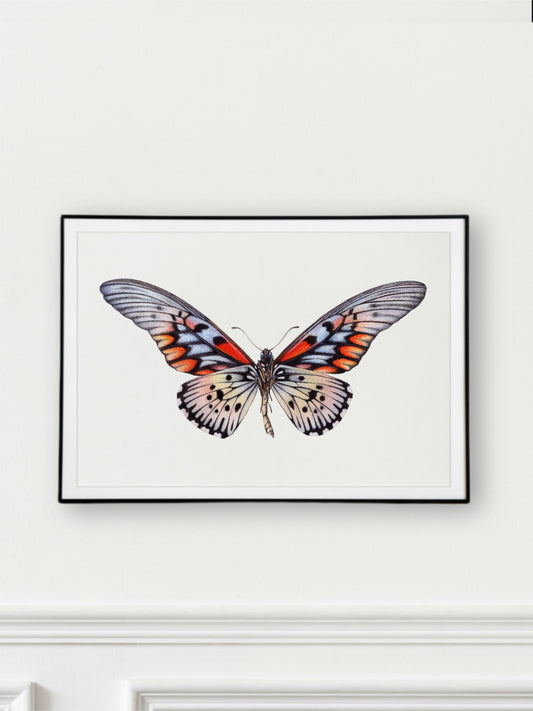 Papilio antimachus, original watercolour art