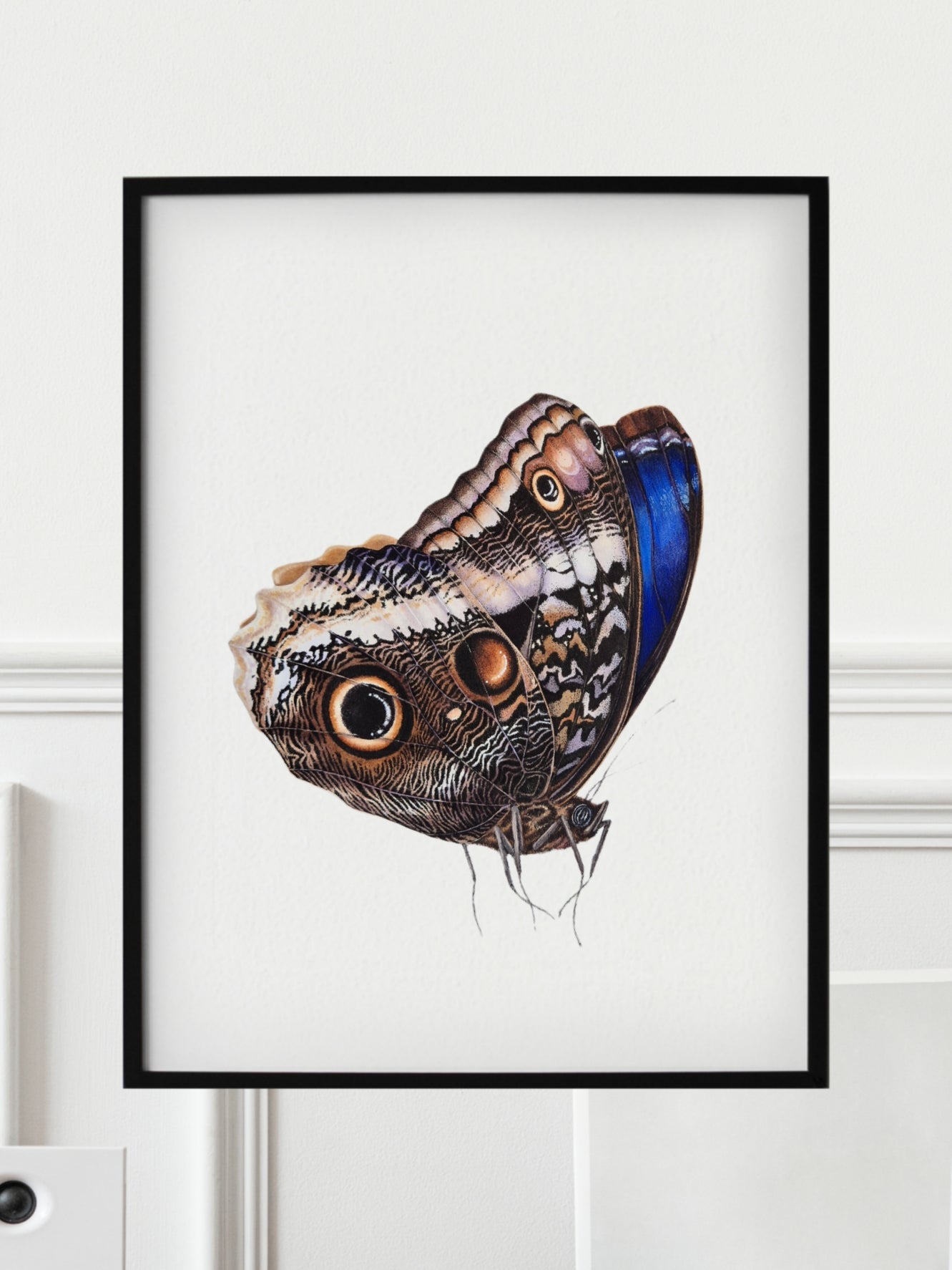 The Caligo atreus, original watercolor art