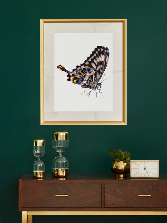 Papilio ophidicephalus, the emperor swallowtail (ventral view), original watercolour art