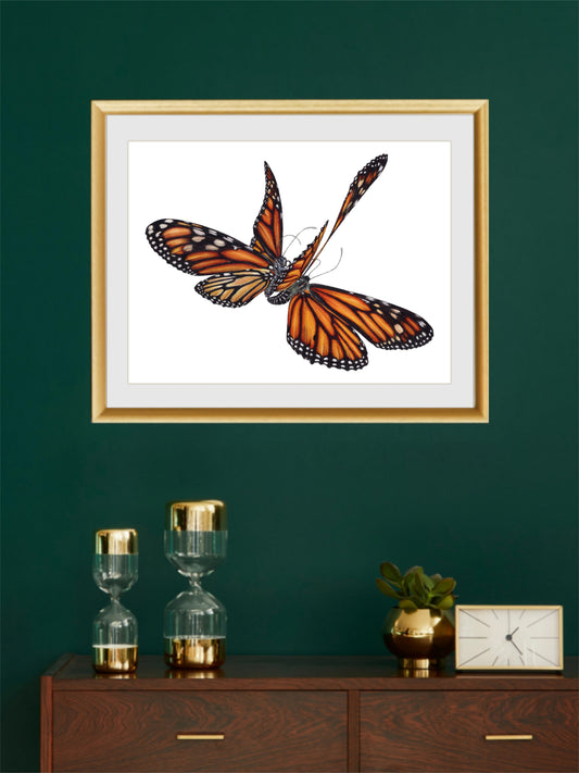 Dance of life (Danaus plexippus, the Monarch butterfly pair)