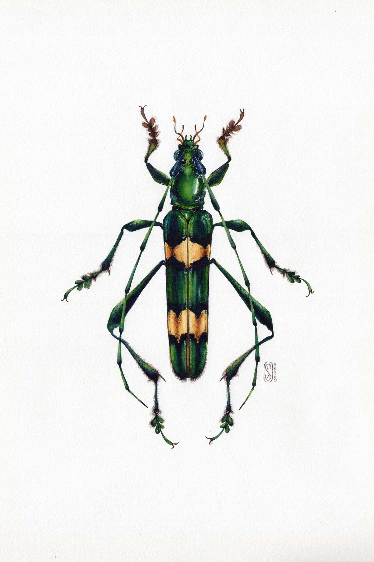 Polyzonus flavocinctus