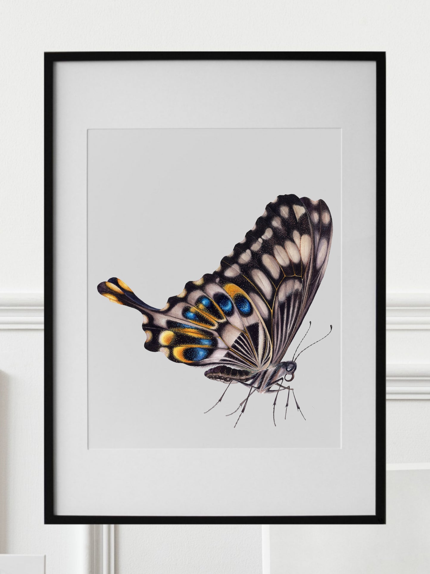 Papilio ophidicephalus, the emperor swallowtail (profile), original watercolour art