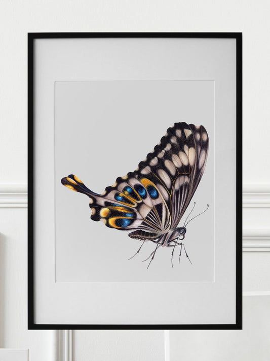 Papilio ophidicephalus, the emperor swallowtail (profile), original watercolour art