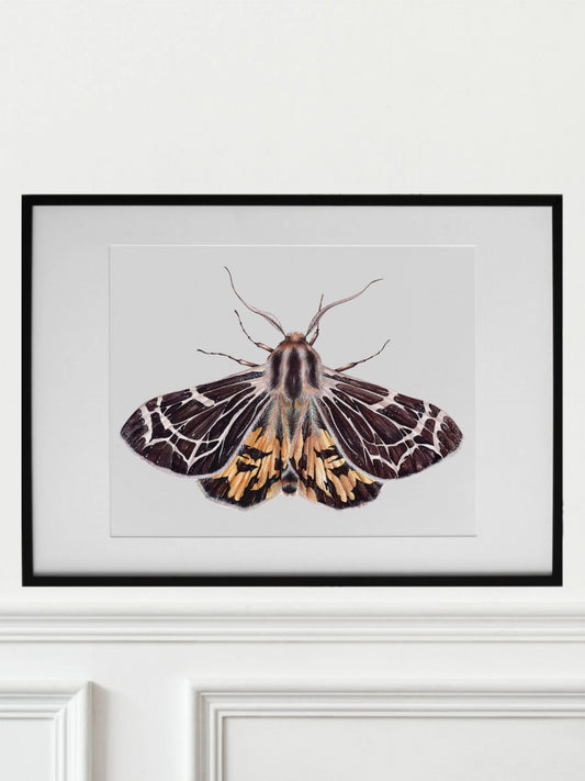 Apantesis virguncula, the little virgin tiger moth, original watercolour art