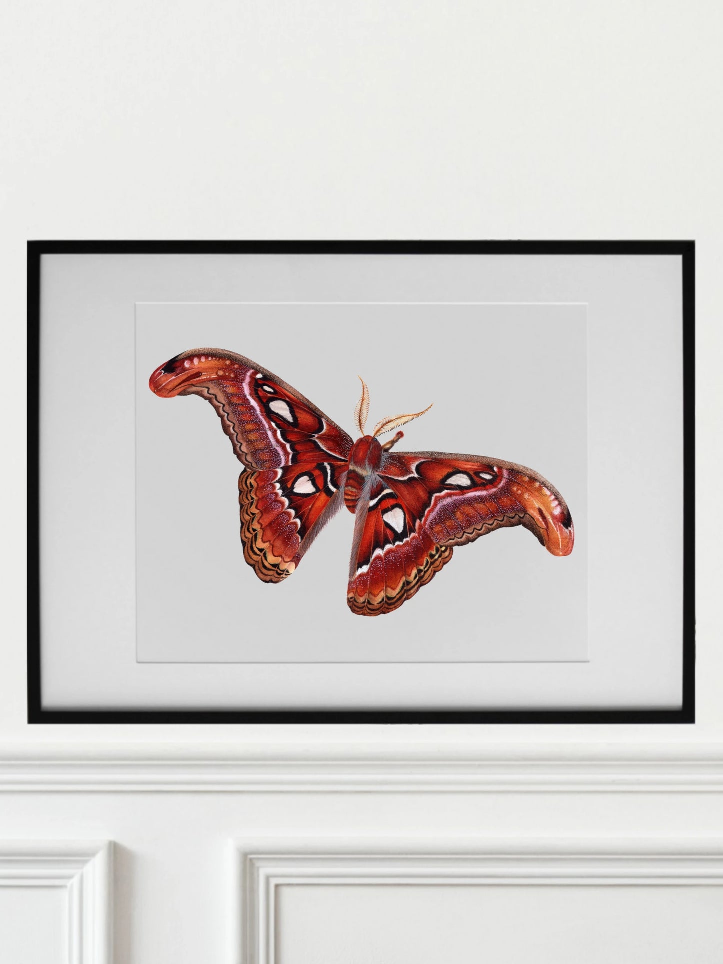 Attacus atlas, original watercolor art