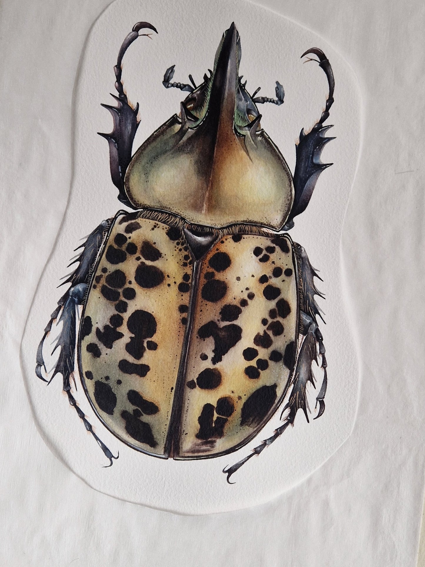 Dynastes tityus, original watercolour art