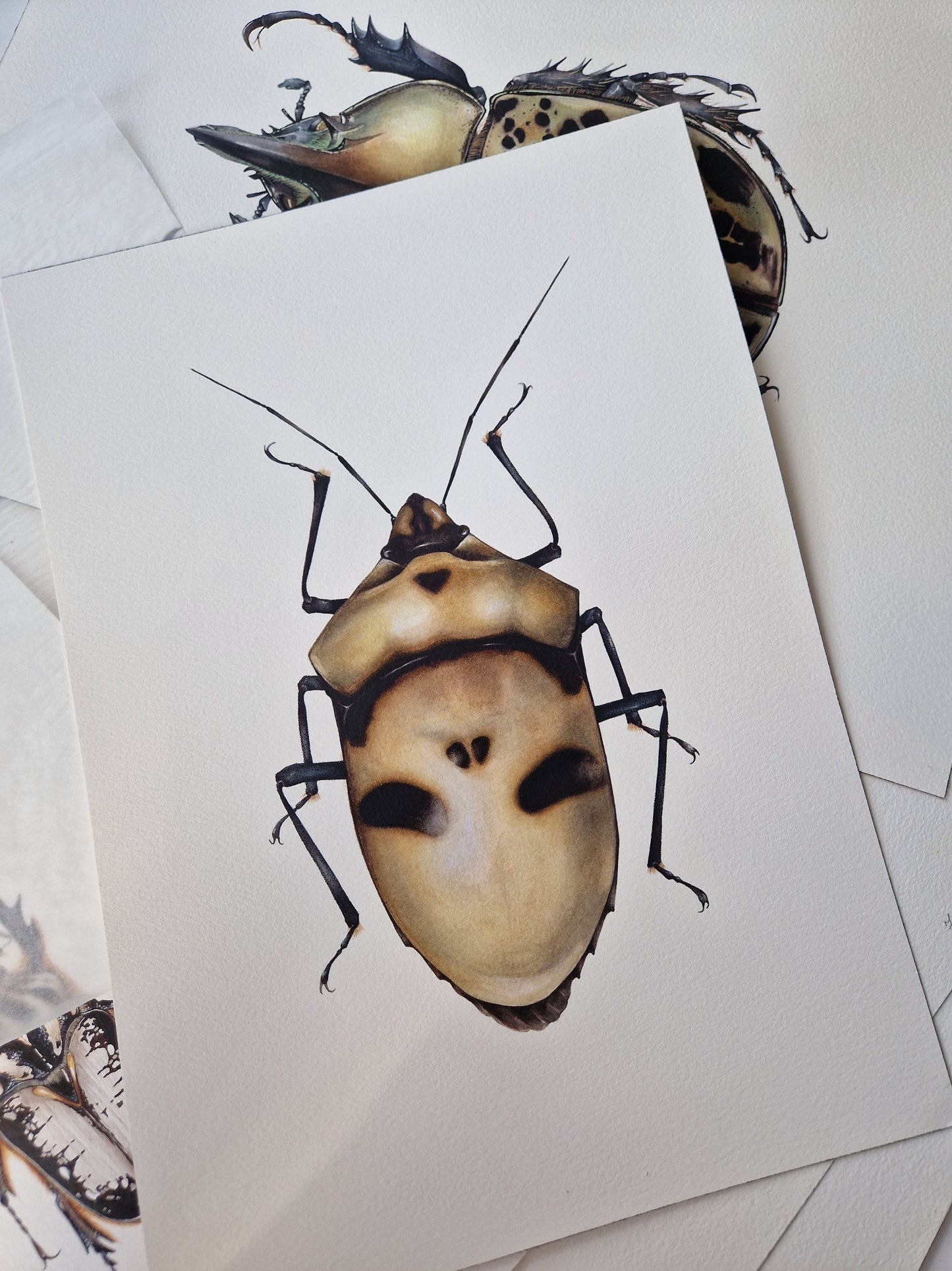 Eucorysses grandis, original watercolour art