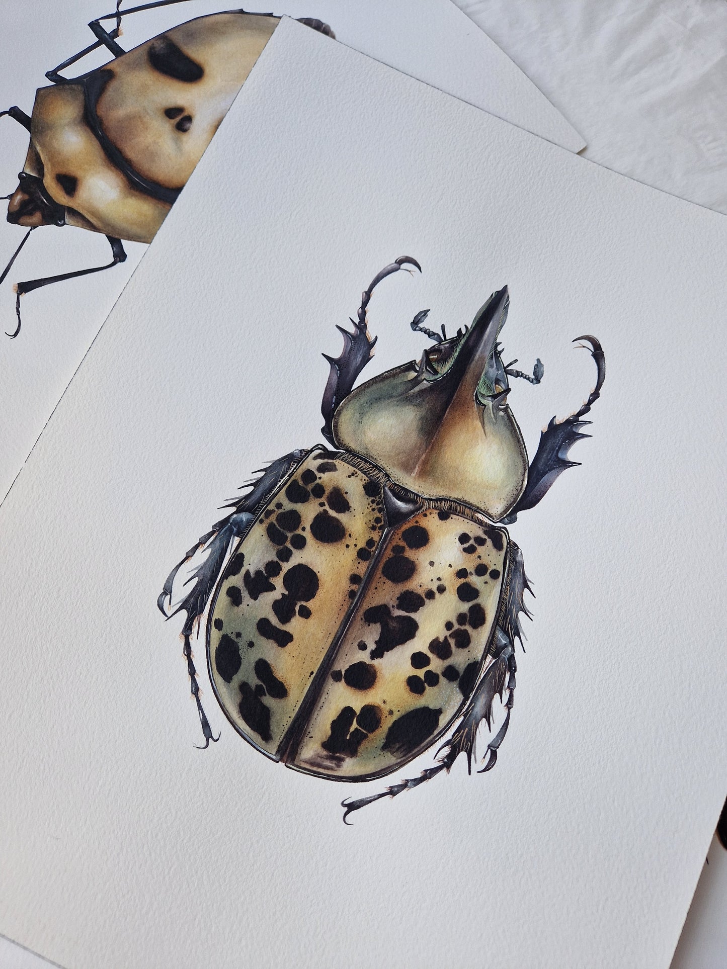 Dynastes tityus, original watercolour art