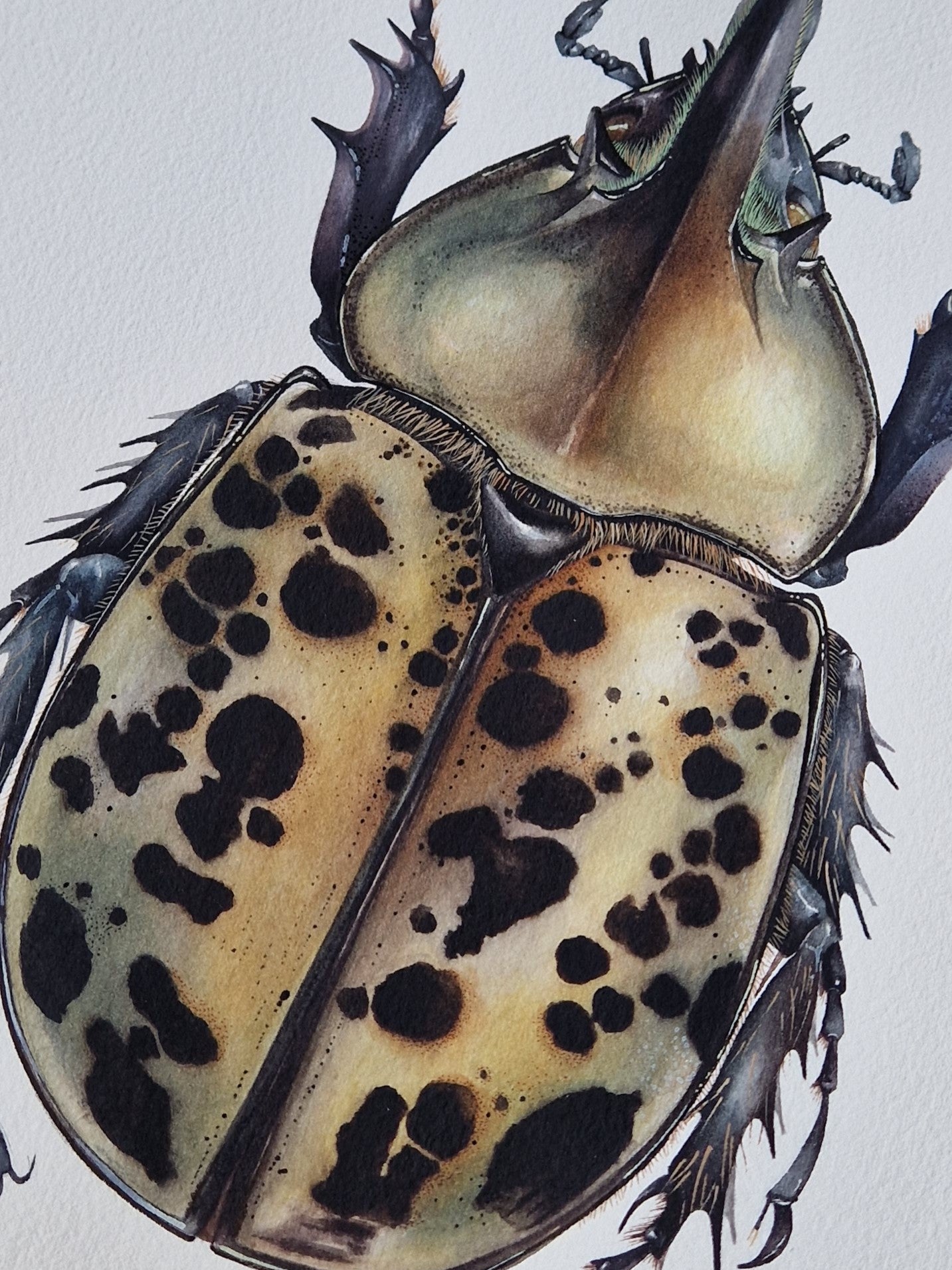 Dynastes tityus, original watercolour art