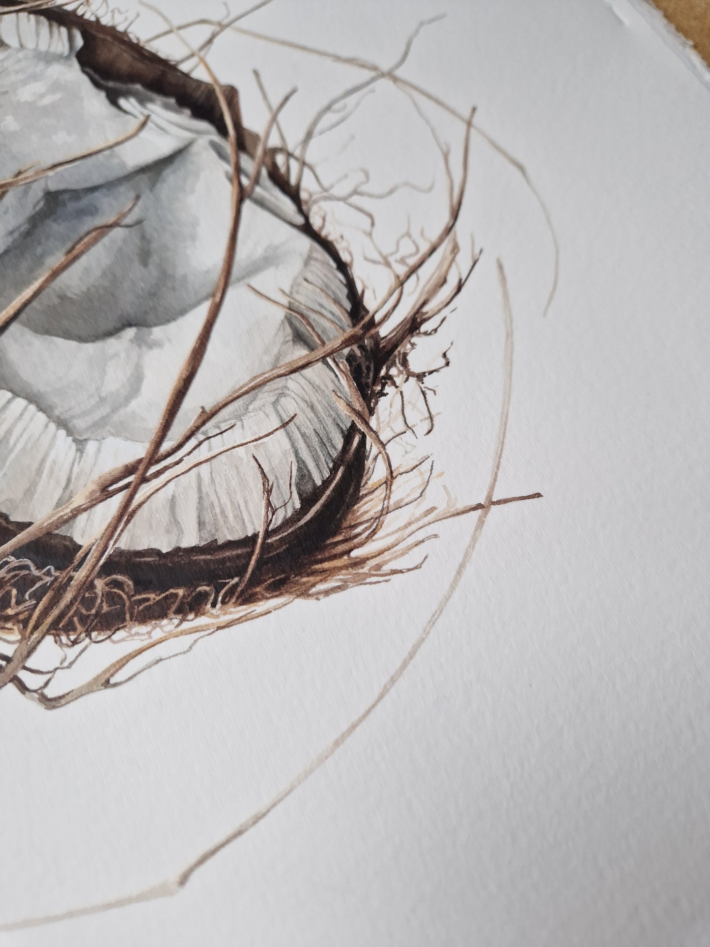 Broken coconut, Cocos nucifera, original watercolour botanical illustration