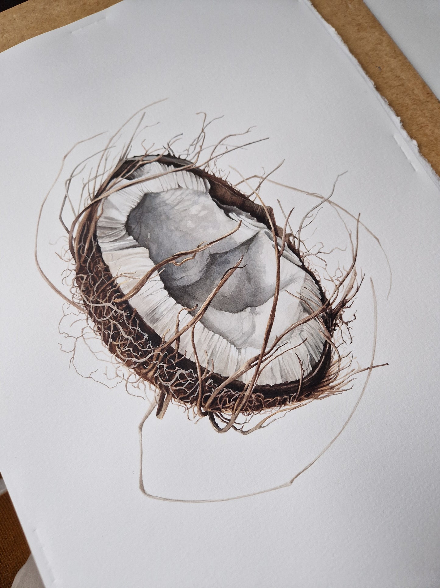 Broken coconut, Cocos nucifera, original watercolour botanical illustration
