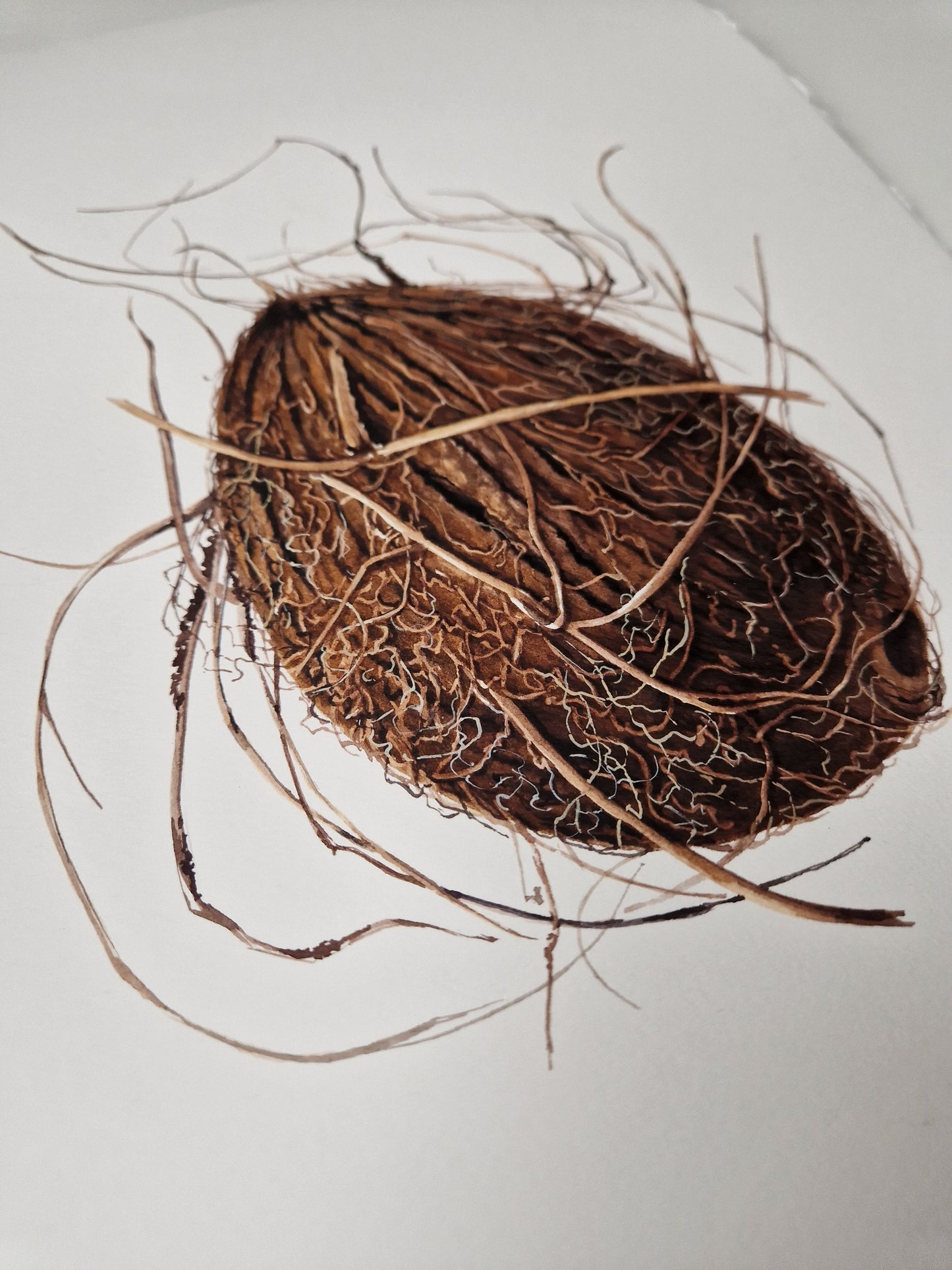 Cocos nucifera (coconut), original watercolour botanical illustration