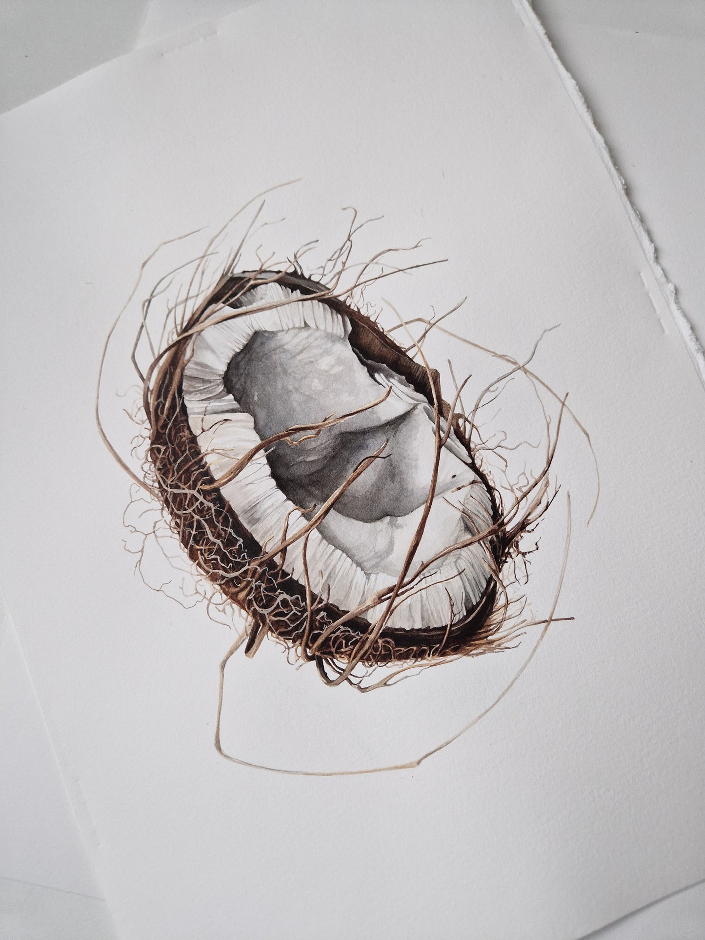 Broken coconut, Cocos nucifera, original watercolour botanical illustration
