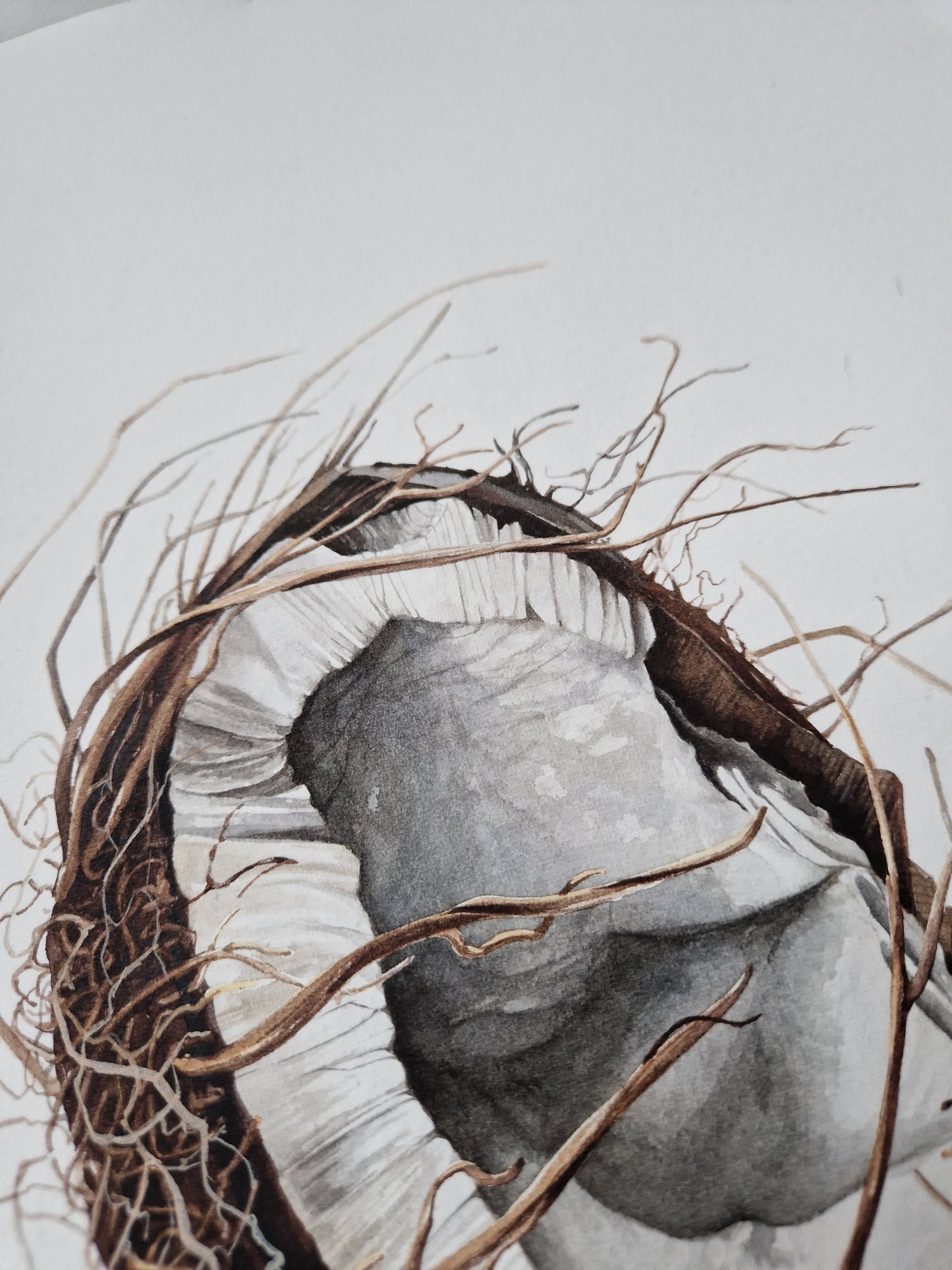 Broken coconut, Cocos nucifera, original watercolour botanical illustration