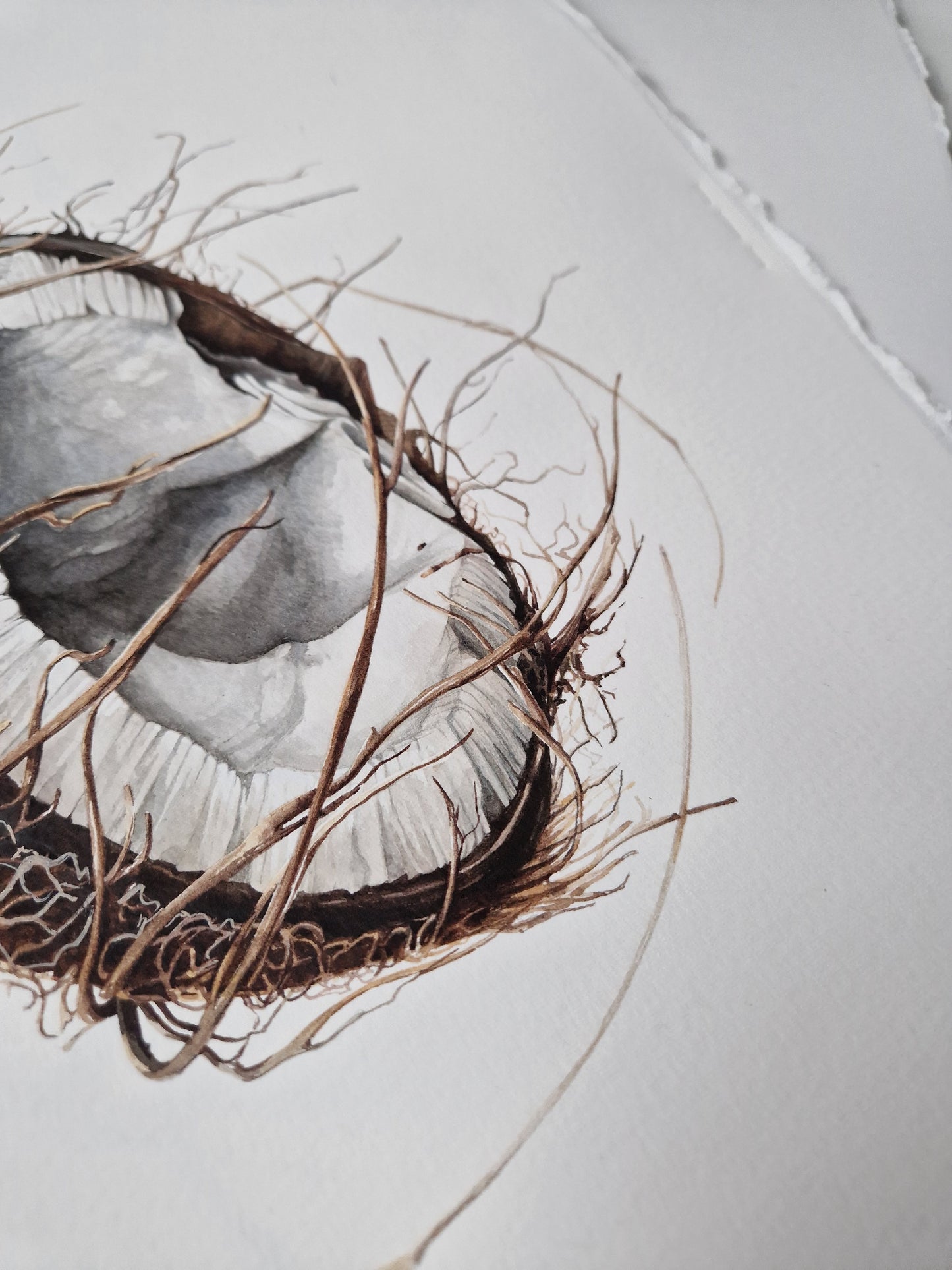 Broken coconut, Cocos nucifera, original watercolour botanical illustration