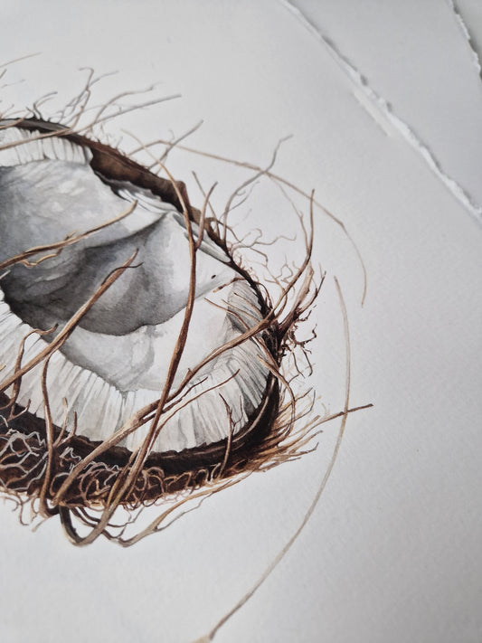 Broken coconut, Cocos nucifera, original watercolour botanical illustration