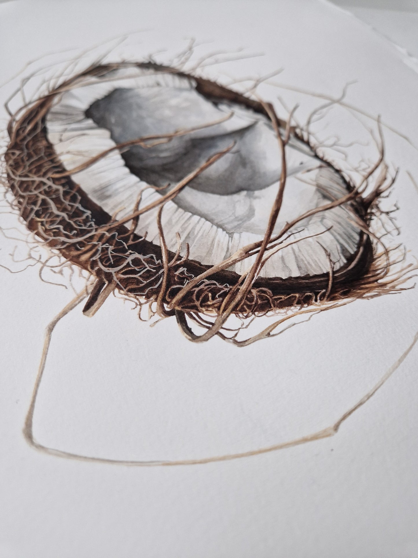 Broken coconut, Cocos nucifera, original watercolour botanical illustration