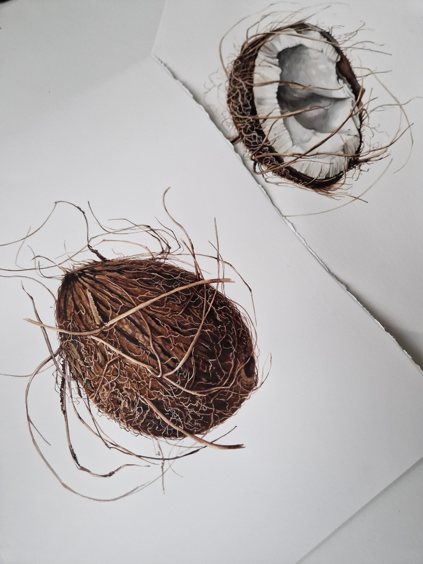 Cocos nucifera (coconut), original watercolour botanical illustration