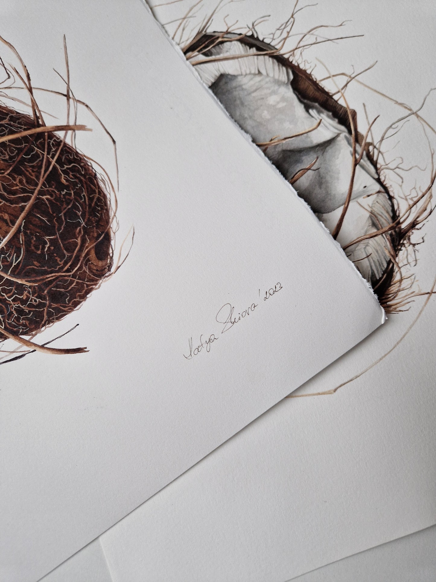 Cocos nucifera (coconut), original watercolour botanical illustration