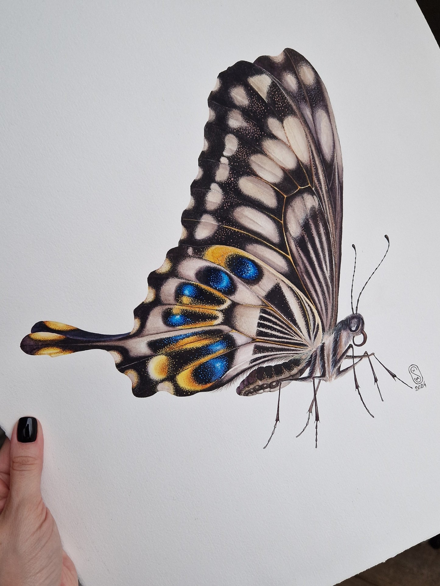 Papilio ophidicephalus, the emperor swallowtail (profile), original watercolour art