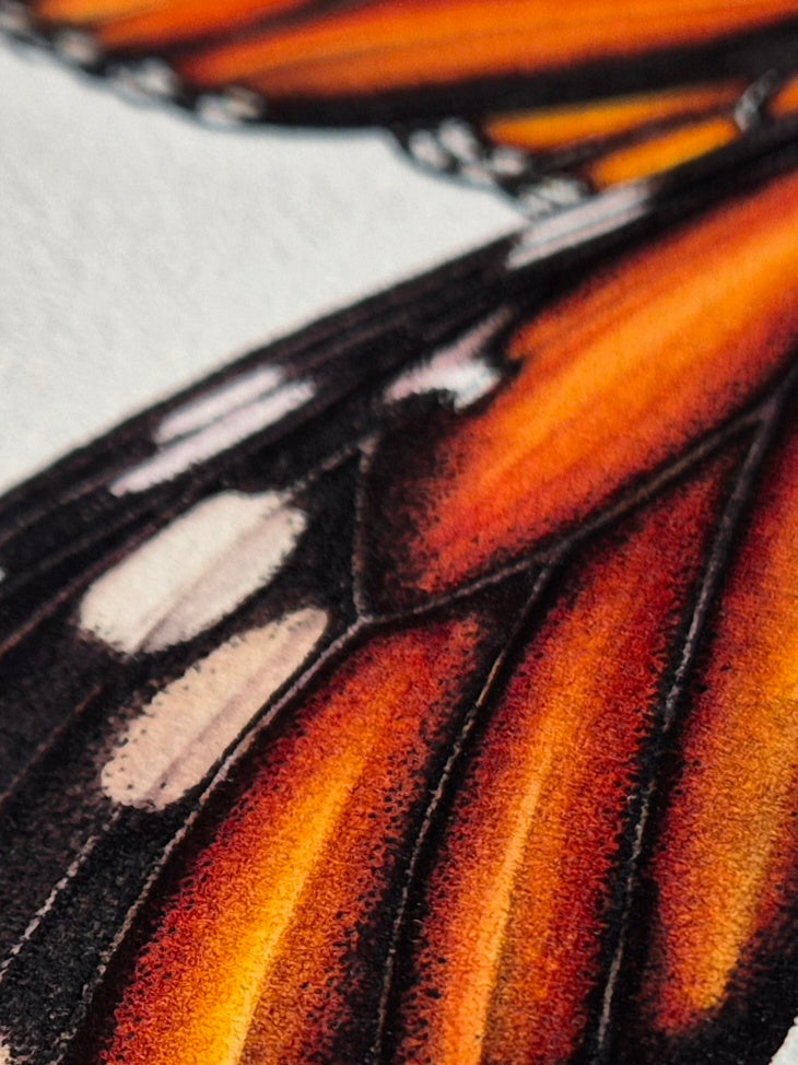 Dance of life (Danaus plexippus, the Monarch butterfly pair)