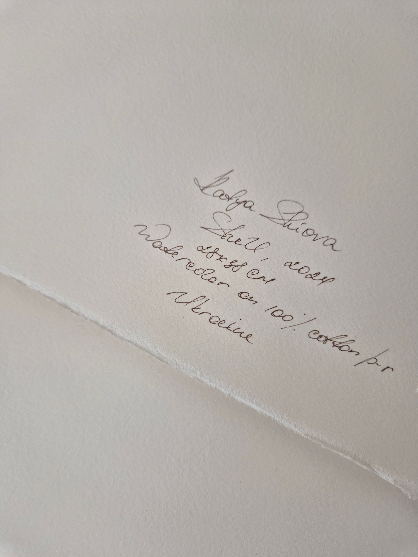 Scallop shell, fossilized Chesapecten jeffersonius from Virginia, original watercolour art