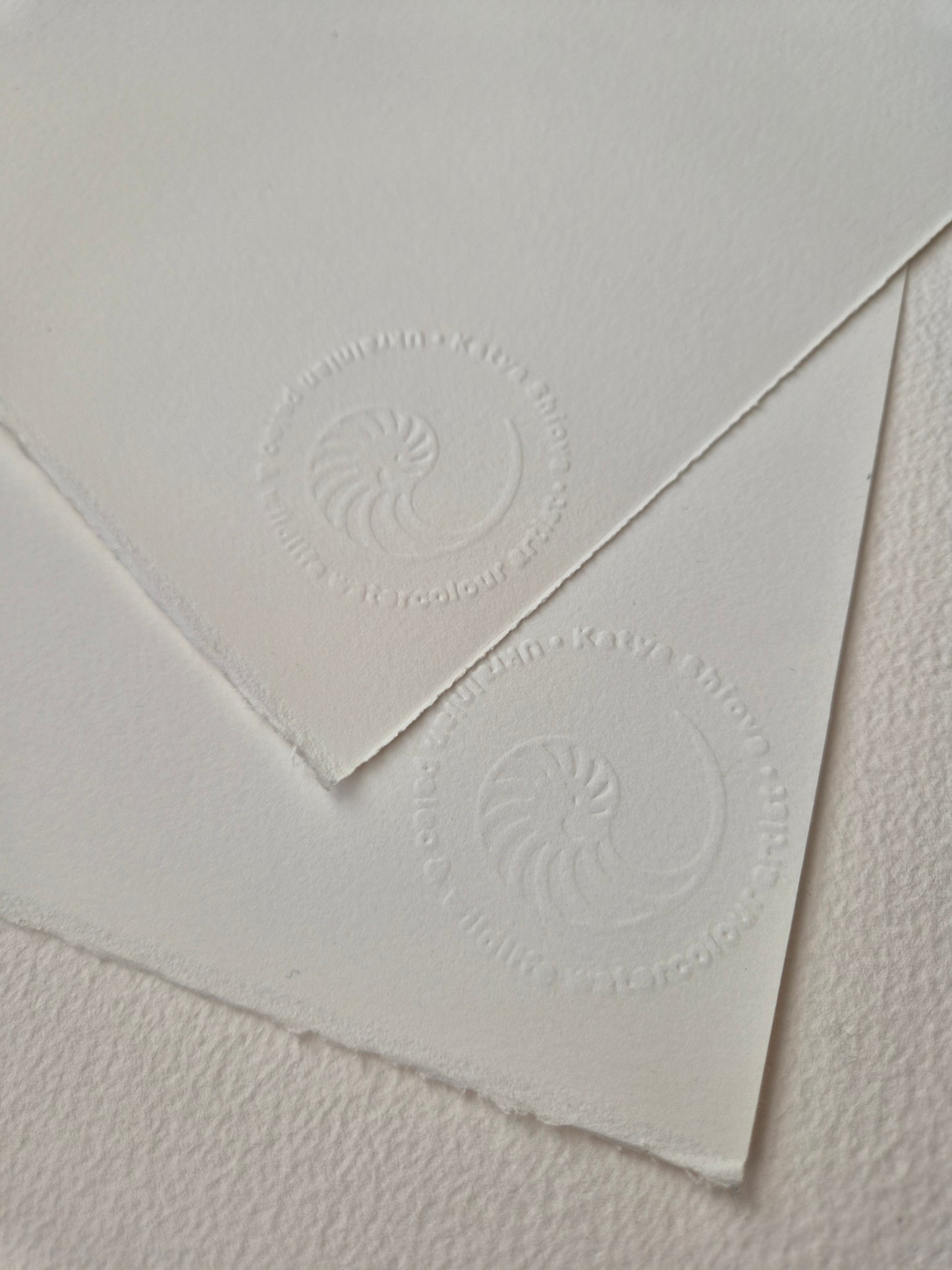 Conus bandanus, the banded marble cone, original watercolour art