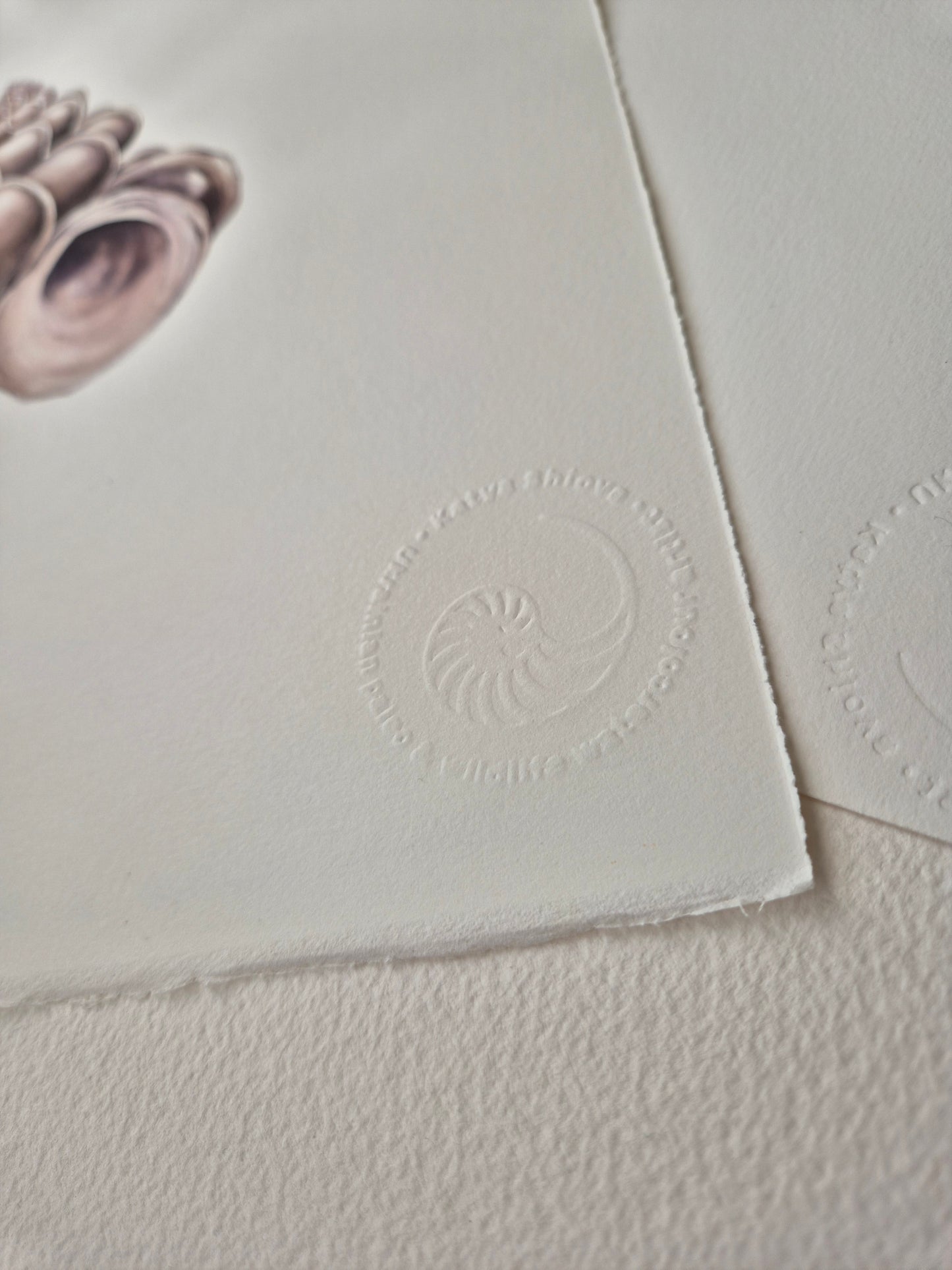 Epitonium scalare, the precious wentletrap, original watercolour art