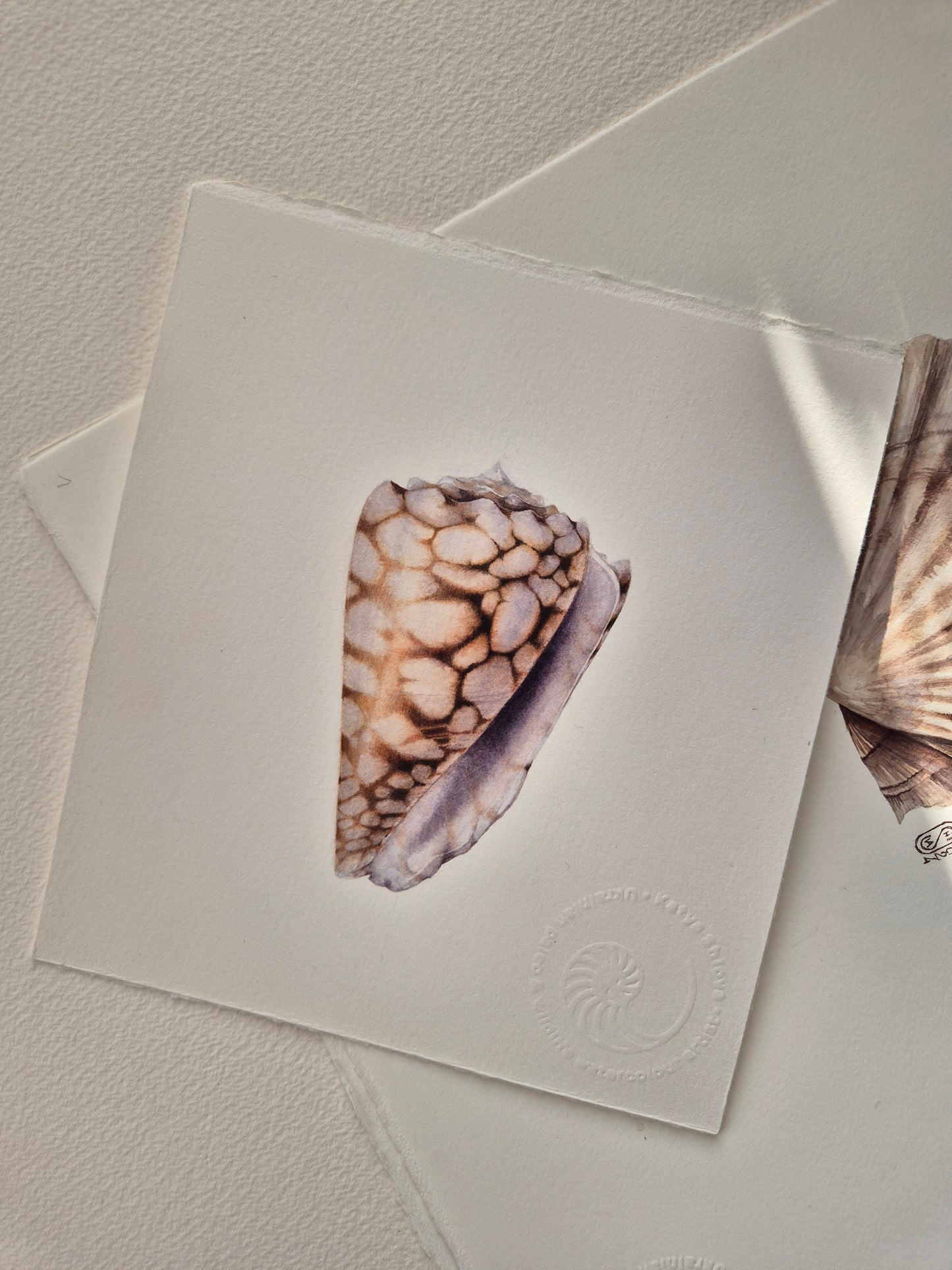 Conus bandanus, the banded marble cone, original watercolour art