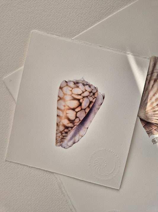 Conus bandanus, the banded marble cone, original watercolour art