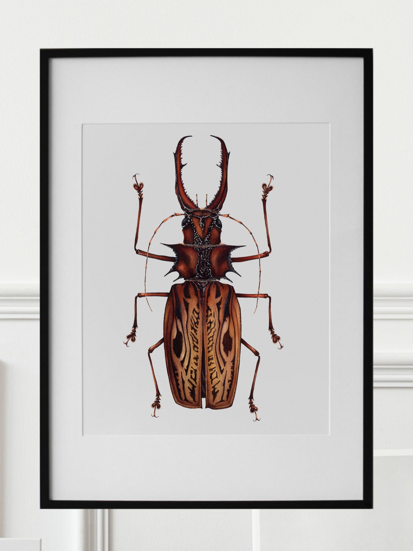 Macrodontia cervicornis, The sabertooth longhorn beetle, original watercolour art
