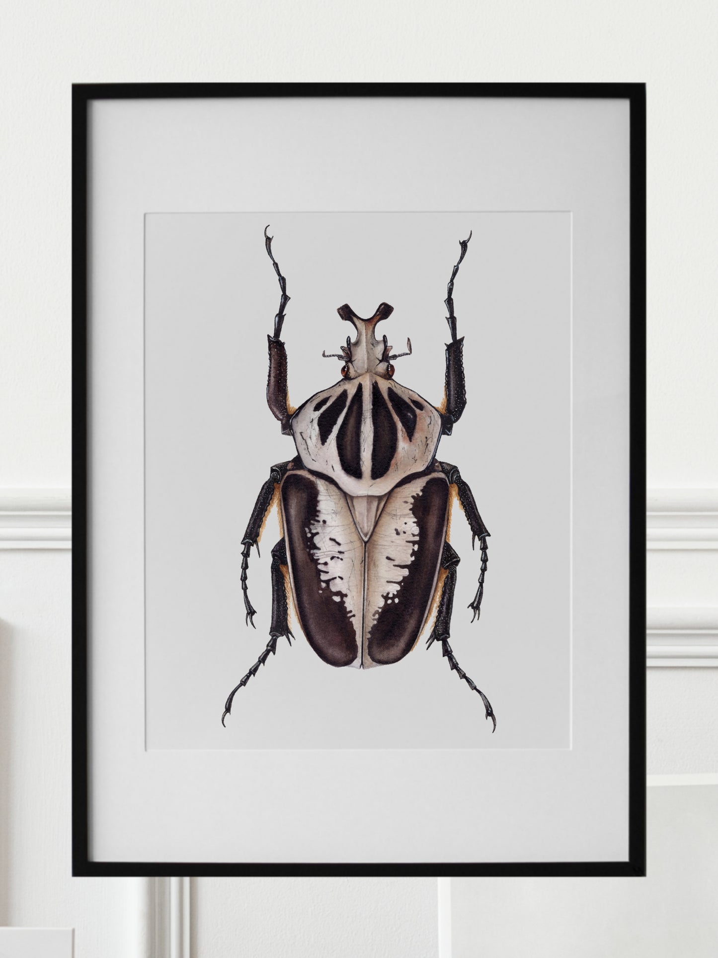 Goliathus regius, original watercolour art