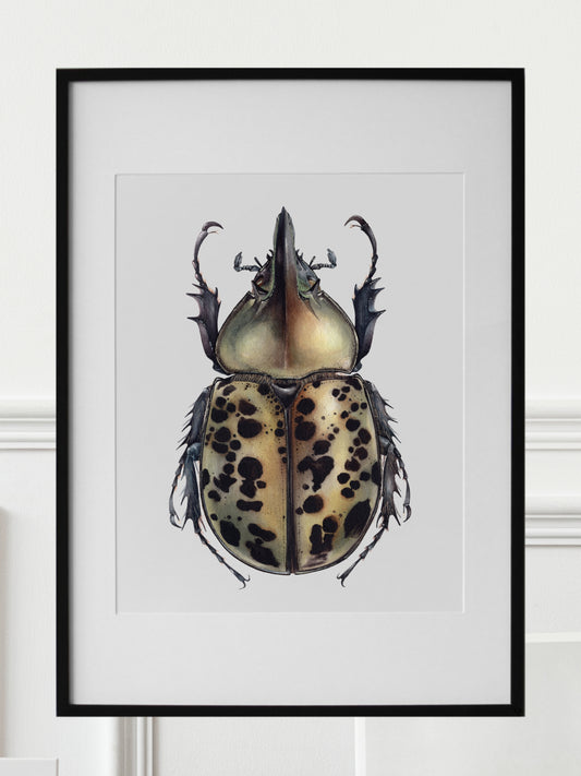 Dynastes tityus, original watercolour art