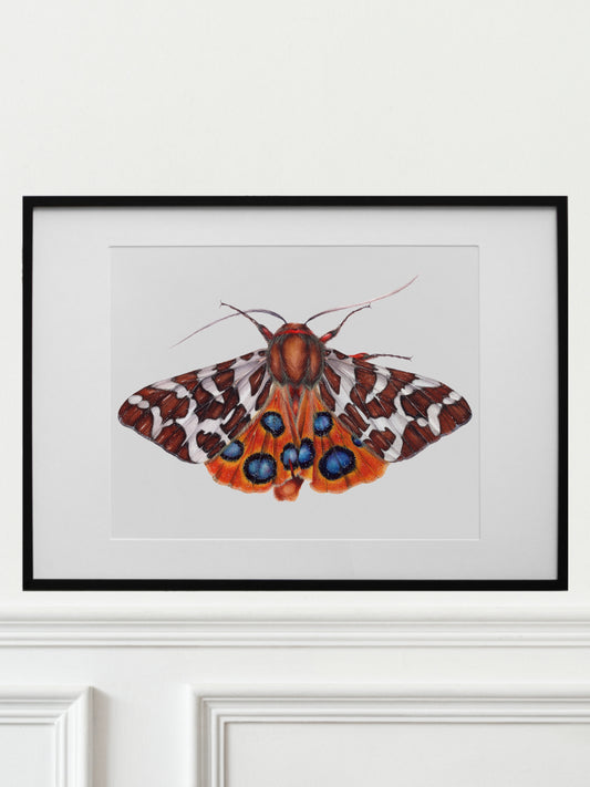 Arctia Caja, original watercolor art