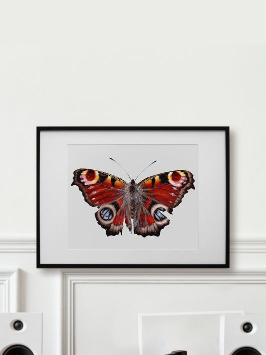 Aglais IO, original watercolor art