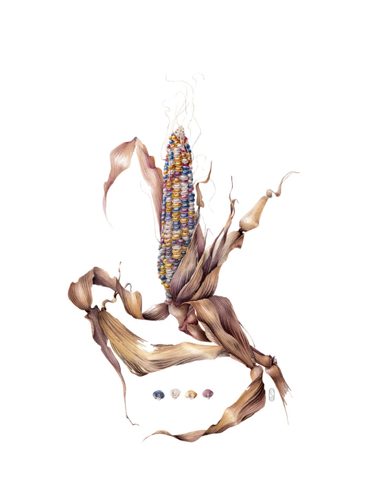 Glass Gem Corn, Zea mays, original botanical watercolour illustration