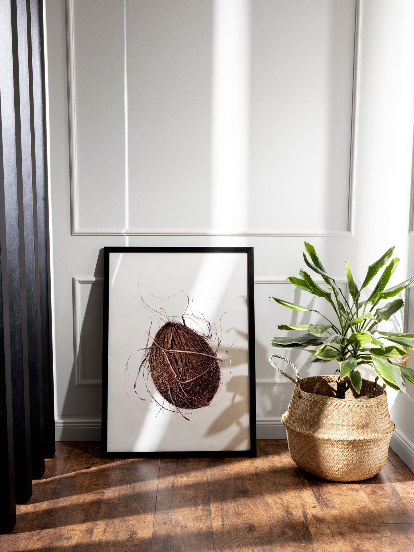 Cocos nucifera (coconut), original watercolour botanical illustration