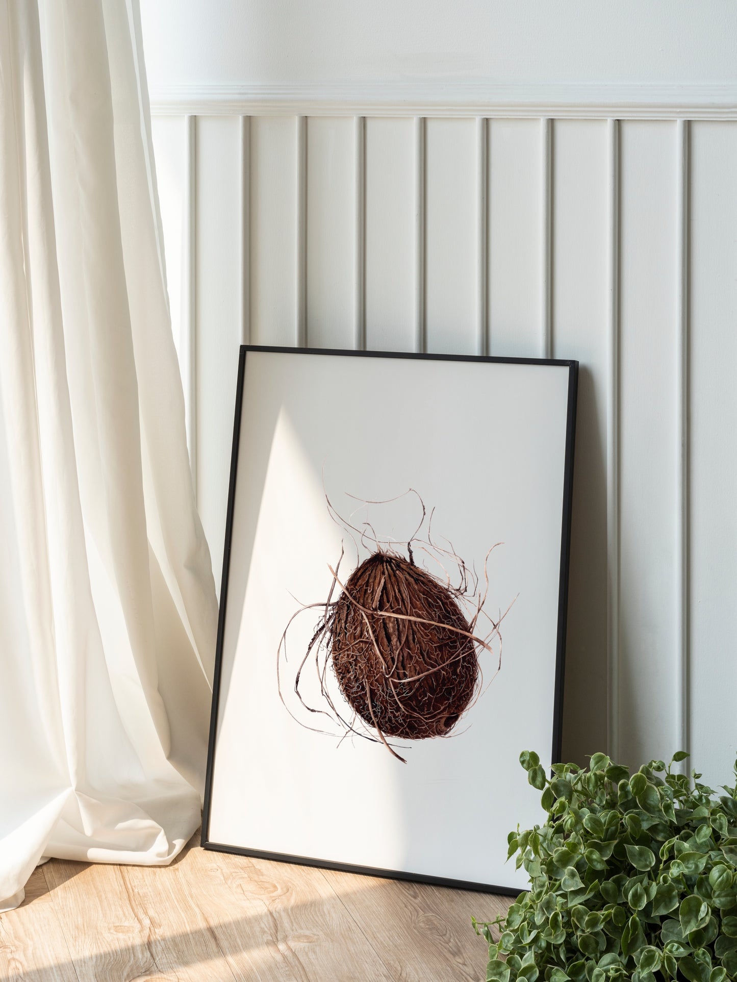 Cocos nucifera (coconut), original watercolour botanical illustration